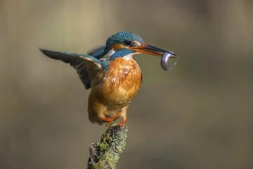 Common kingfisher (Alcedo atthis), with captured fish in its beak on a branch stump, Hesse Germany