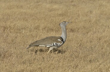 Kori Bustard (Ardeotis kori) in the Ngorongoro Crater, Ngorongoro Conservation Area, Tanzania, Africa