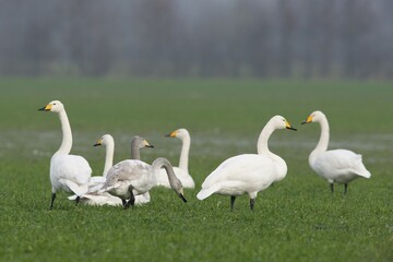 Whooper Swans (Cygnus cygnus), Emsland, Lower Saxony, Germany, Europe