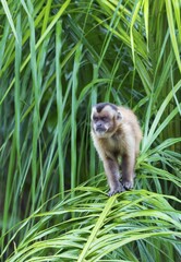 Tufted Capuchin, Black-capped Capuchin or Brown Capuchin (Cebus apella), in a palm tree, Mato Grosso do Sul, Brazil, South America