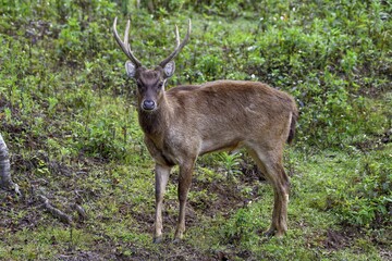 Javan rusa (Cervus timorensis), male, Mount Hagen, Western Highlands Province, Papua New Guinea, Oceania