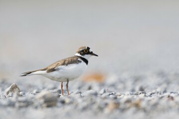 Little ringed plover (Charadrius dubius) on gravel bank, Emsland, Lower Saxony, Germany, Europe