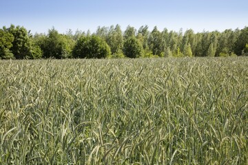 Wheat field (Triticum), North Rhine-Westphalia, Germany, Europe