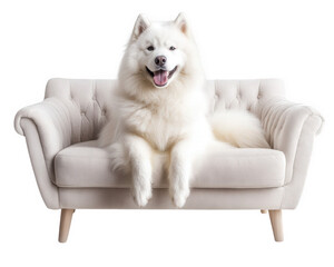 Fototapeta na wymiar fluffy Samoyed dog sitting on soft couch, exuding joy and comfort. This majestic pet adds warmth to cozy living space