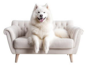 fluffy Samoyed dog sitting on soft couch, exuding joy and comfort. This majestic pet adds warmth to cozy living space
