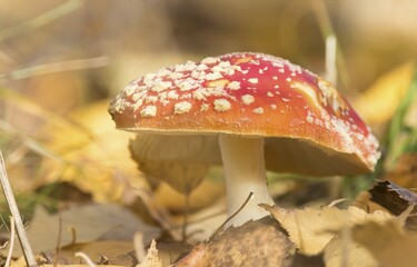 Fly agaric (Amanita muscaria) amongst dry foliage, Hesse, Germany, Europe