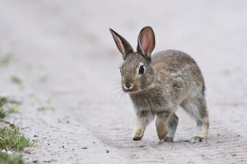 European rabbit (Oryctolagus cuniculus), young animal runs at the wayside, Emsland, Lower Saxony, Germany, Europe