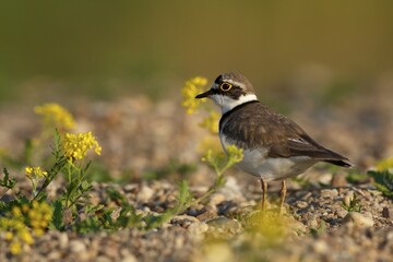 Little ringed plover (Charadrius dubius) on a gravel bank, Middle Elbe Biosphere Reserve, Saxony-Anhalt, Germany, Europe