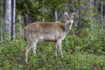 Javan rusa (Cervus timorensis), female, Mount Hagen, Western Highlands Province, Papua New Guinea, Oceania