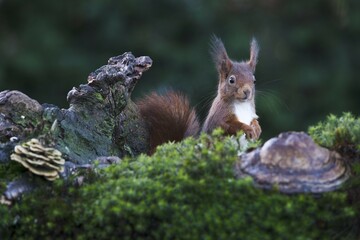 Obraz premium Eurasian red squirrel (Sciurus vulgaris), Emsland, Lower Saxony, Germany, Europe