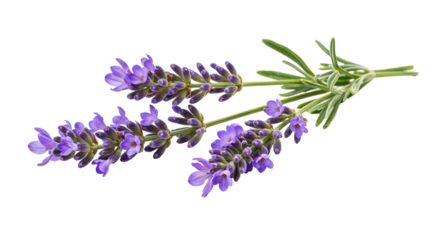 "Calming Elegance: A Lavender Sprig in Bloom"