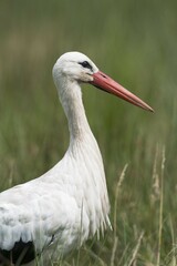 White stork (Ciconia ciconia) in meadow, Portrait, North Rhine-Westphalia, Germany, Europe
