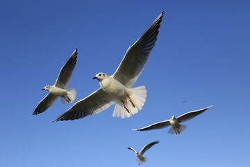 Black-headed gulls (Chroicocephalus ridibundus) in flight, blue sky, Kemnade, North Rhine-Westphalia, Germany, Europe