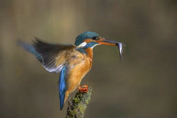 Common kingfisher (Alcedo atthis) female with captured fish in her beak on a branch stump, Hesse, Germany, Europe