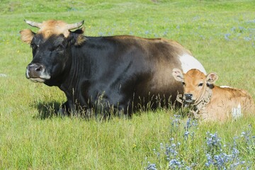 Cow and calf resting in grass, Song Kol Lake, Naryn province, Kyrgyzstan, Asia
