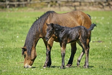 Domestic horses, mare with foal grazes on the pasture, Germany, Europe