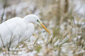 Great egret (Ardea alba), animal portrait, Hesse, Germany, Europe