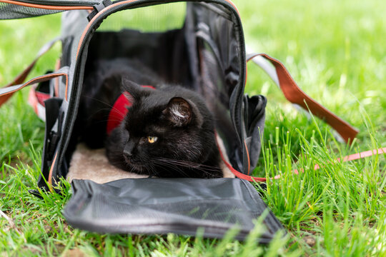 black cat in red harness sitting and resting in carrier on green grass Walking with pet and traveling