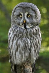 Great grey owl (Strix nebulosa), sitting, France, Europe