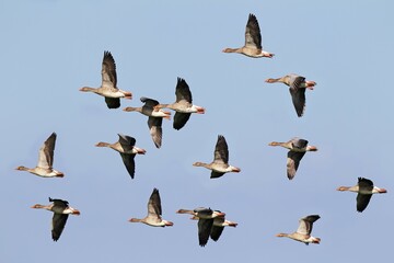 Flying greylag geese (Anser anser), bird migration, fall migration, Western Pomerania Lagoon Area National Park, Mecklenburg-Western Pomerania, Germany, Europe