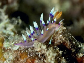 Colourful nudibranch with violet-blue decorations, white-tipped Coryphellina, Flabellina exoptata (Coryphellina exoptata), on a coral reef, dive site Twin Reef, Penyapangan, Bali, Indonesia, Asia