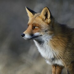 Red fox (Vulpes vulpes), alert, animal portrait, Waterleidingduinen, North Holland, Netherlands