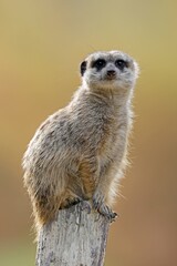 Meerkat (Suricata suricatta) vigilant, captive, Germany, Europe