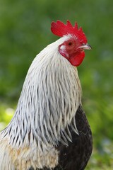 Domestic cock (Gallus gallus domesticus), animal portrait, Germany, Europe