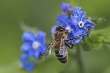 Honey bee (Apis mellifera) collects nectar on flower, Borage (Borago officinalis), Emsland, Lower Saxony, Germany, Europe