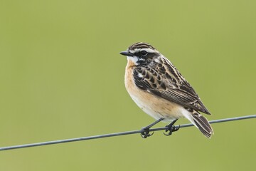 Whinchat (Saxicola rubetra) sits on wire fence, Emsland, Lower Saxony, Germany, Europe