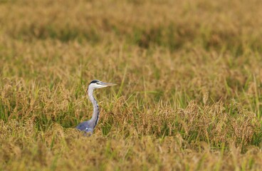 Grey Heron (Ardea cinerea), hunting at harvest season in a rice field (Oryza sativa), environs of...
