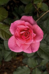 Jackbow rose flower Government Rose Garden Centenary Rose Park in Vijayanagaram at Ooty Udhagamandalam, Nilgiris, Tamil Nadu, South India, India, Asia