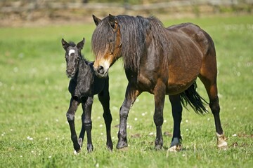Domestic horse, mare with foal running on the pasture, Germany, Europe