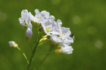 Blooming Cuckoo Flower (Cardamine pratensis, Saxony, Germany, Europe