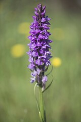 Spotted Orchid or Heath Spotted Orchid (Dactylorhiza maculata), Emsland, Lower Saxony, Germany, Europe