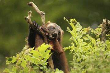 Wolverine (Gulo gulo) feeding on deerskin, captive, Norway, Europe