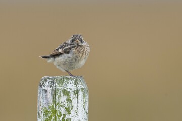 European stonechat (Saxicola rubicola), young animal, sits on a pole, Emsland, Lower Saxony,...