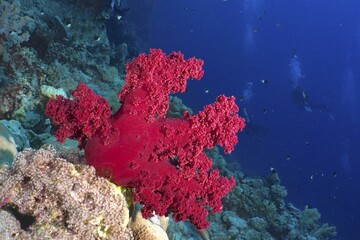 Klunzinger's tree coral (Dendronephthya klunzingeri), St. Johns Reef dive site, Red Sea, Egypt, Africa © Rolf von Riedmatten/imageBROKER