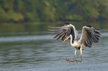 White-necked Heron or Cocoi Heron (Ardea cocoi) fishing, Pantanal, Mato Grosso, Brazil, South America