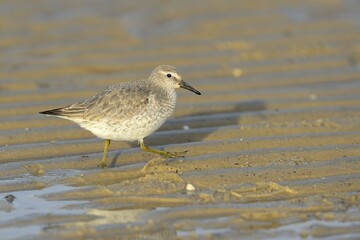 Red Knot (Calidris canutus) walking in mudflat, Cuxhaven, Lower Saxon Wadden Sea National Park, Germany, Europe