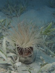 Tube-dwelling anemone (Cerianthus), Dive Site House Reef Mangrove Bay, El Quesir, Egypt, Red Sea, Africa © Rolf von Riedmatten/imageBROKER