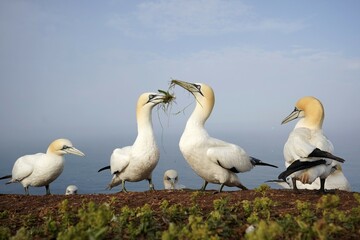 Two Northern gannet (Sula bassana) with nesting material at breeding colony, Helgoland, Schleswig-Holstein, Germany, Europe