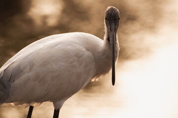 Black-headed Ibis
