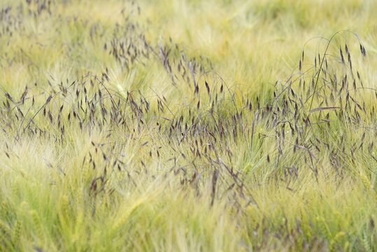 Cereal field, sweetgrass barren brome (Bromus sterilis) growing between barley (Hordeum vulgare), North Rhine-Westphalia, Germany, Europe