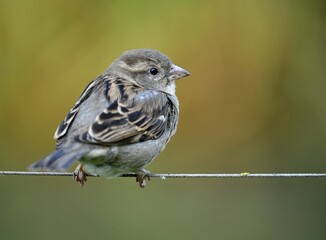 House sparrow (Passer domesticus), male, sitting on wire rope, Baden-W&uuml;rttemberg, Germany, Europe