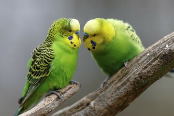 Two green Budgies (Melopsittacus undulatus) sitting on a branch, captive, Germany, Europe