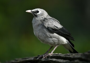 Wattled starling (Creatophora cinerea), female, captive, Germany, Europe