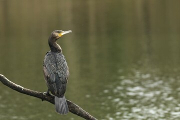 Great cormorant (Phalacrocorax carbo) sits in rain on a branch above the water, Allgäu, Bavaria,...