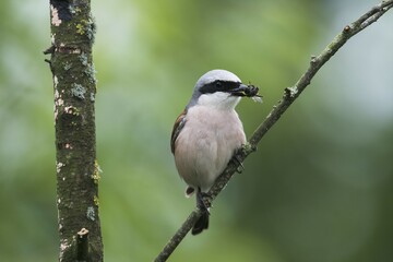 Red-backed shrike (Lanius collurio), male, sits with prey in beak on branch, Emsland, Lower Saxony, Germany, Europe