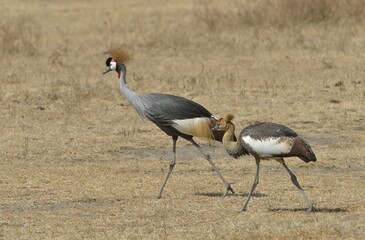 Black Crowned Cranes (Balearica pavonina) in the Ngorongoro Crater, Ngorongoro Conservation Area, Tanzania, Africa